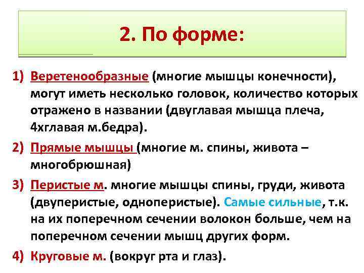 2. По форме: 1) Веретенообразные (многие мышцы конечности), могут иметь несколько головок, количество которых