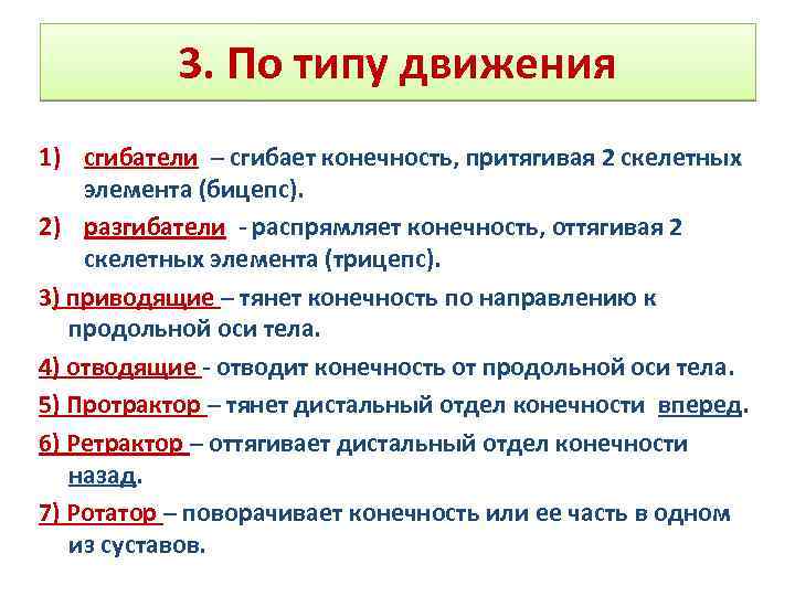 3. По типу движения 1) сгибатели – сгибает конечность, притягивая 2 скелетных элемента (бицепс).