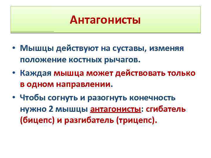 Антагонисты • Мышцы действуют на суставы, изменяя положение костных рычагов. • Каждая мышца может