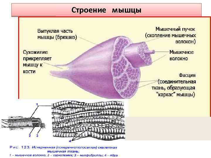 Презентация строение мышц