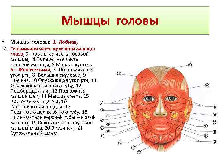 Мышцы головы • Мышцы головы: 1 - Лобная, 2 - Глазничная часть круговой мышцы