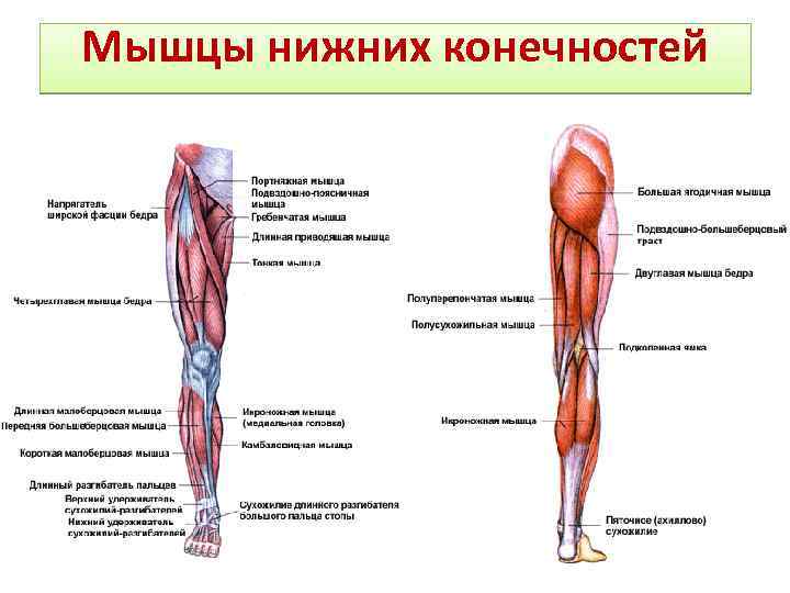 Мышцы нижних конечностей 