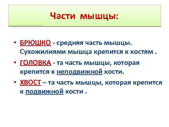 Части мышцы: • БРЮШКО - средняя часть мышцы. Сухожилиями мышца крепится к костям. •