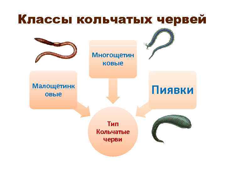 Классификация червей. Кольчатые черви классификация. Тип кольчатые черви классификация. Классификация типа кольчатые черви таблица. Классификация типа кольчатых червей.