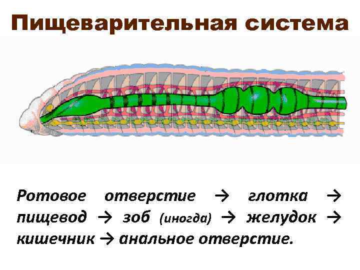 Пищеварительная система Ротовое отверстие → глотка → пищевод → зоб (иногда) → желудок →