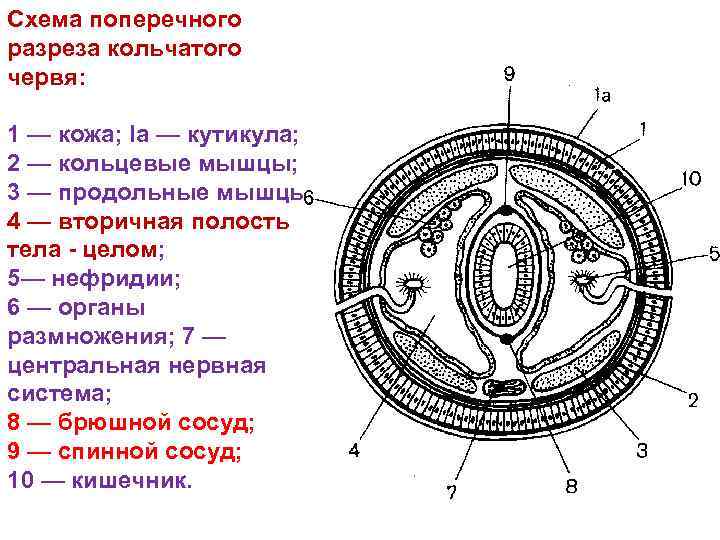 Схему поперечного разреза улитки