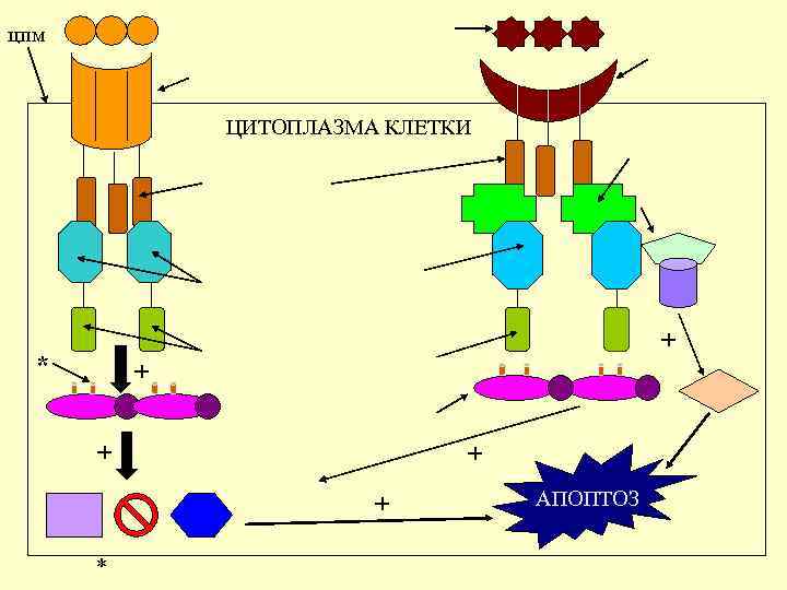 цпм ЦИТОПЛАЗМА КЛЕТКИ + * + + * АПОПТОЗ 