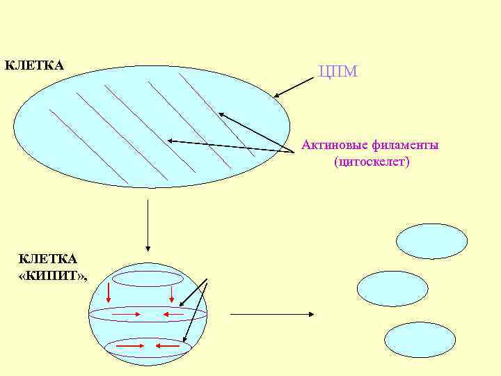 КЛЕТКА ЦПМ Актиновые филаменты (цитоскелет) КЛЕТКА «КИПИТ» , 