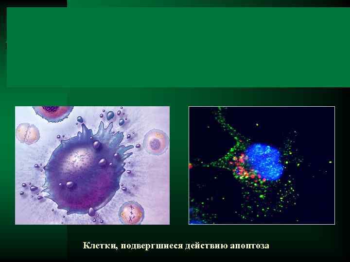 Клетки, подвергшиеся действию апоптоза 