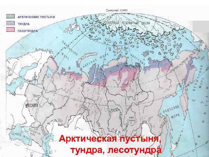 Арктическая пустыня характеристика природной зоны по плану