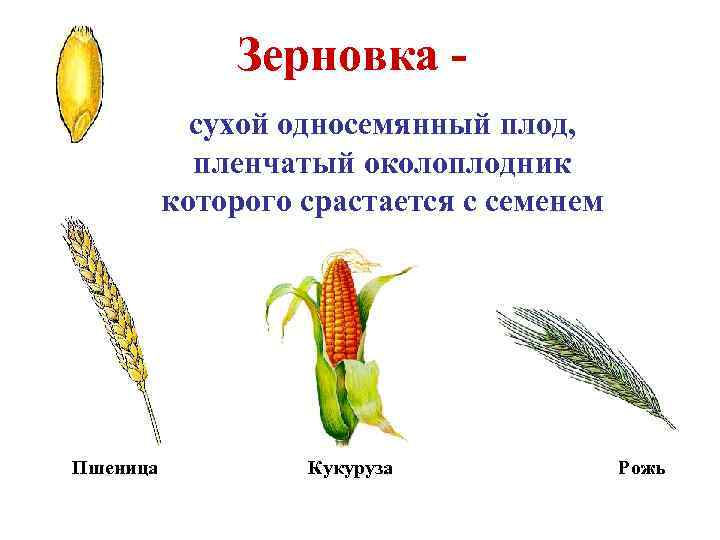 Зерновка сухой односемянный плод, пленчатый околоплодник которого срастается с семенем Пшеница Кукуруза Рожь 