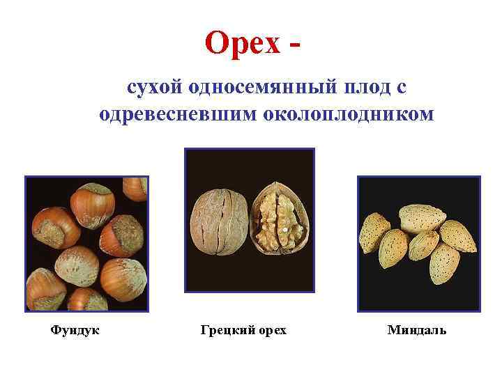 Орех сухой односемянный плод с одревесневшим околоплодником Фундук Грецкий орех Миндаль 