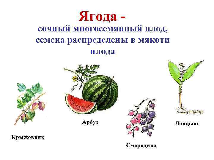 Ягода - сочный многосемянный плод, семена распределены в мякоти плода Арбуз Ландыш Крыжовник Смородина