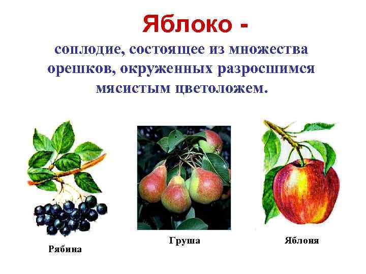 Яблоко соплодие, состоящее из множества орешков, окруженных разросшимся мясистым цветоложем. Рябина Груша Яблоня 