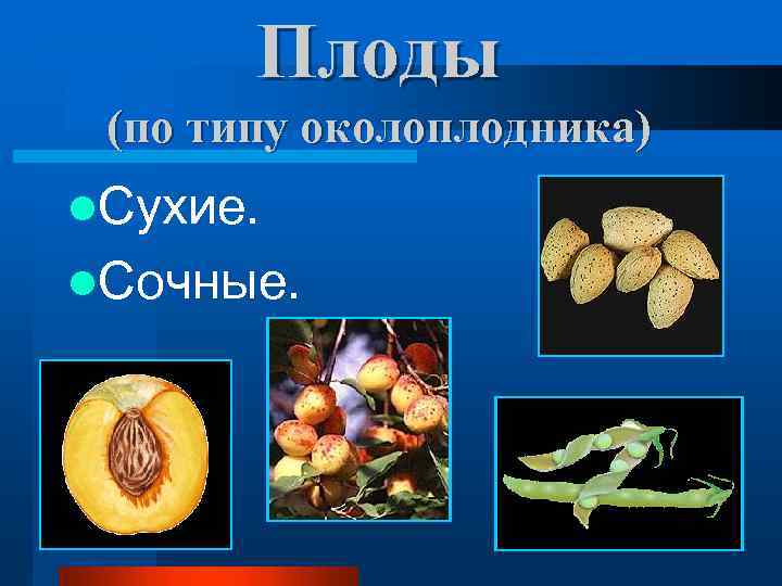Плоды (по типу околоплодника) l. Сухие. l. Сочные. 