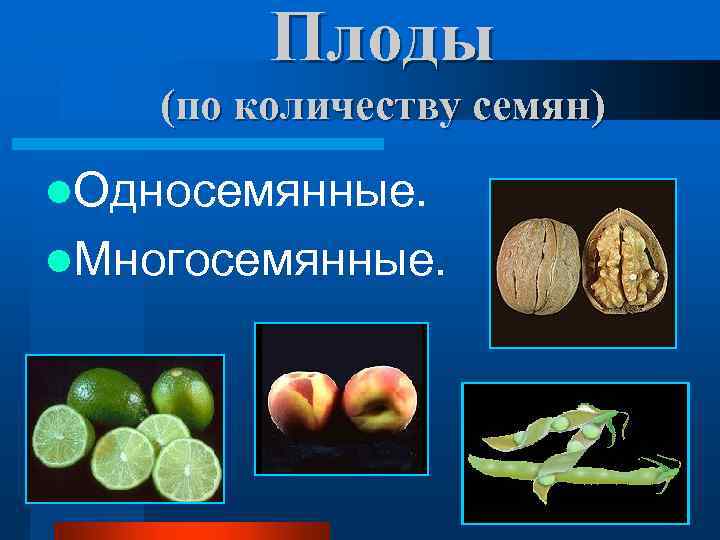 Плоды (по количеству семян) l. Односемянные. l. Многосемянные. 