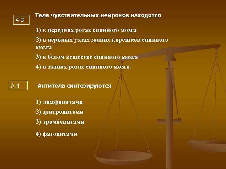 А 3 Тела чувствительных нейронов находятся 1) в передних рогах спинного мозга 2) в