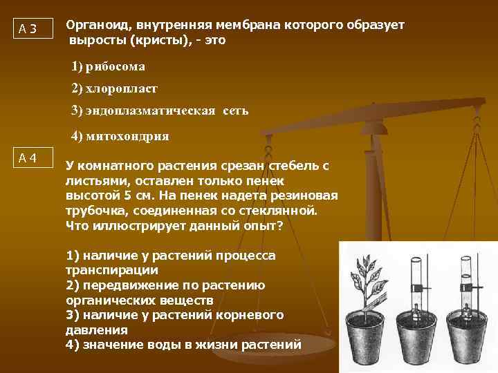 А 3 Органоид, внутренняя мембрана которого образует выросты (кристы), - это 1) рибосома 2)