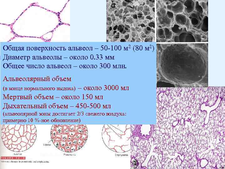 Общая поверхность альвеол – 50 -100 м 2 (80 м 2) Диаметр альвеолы –