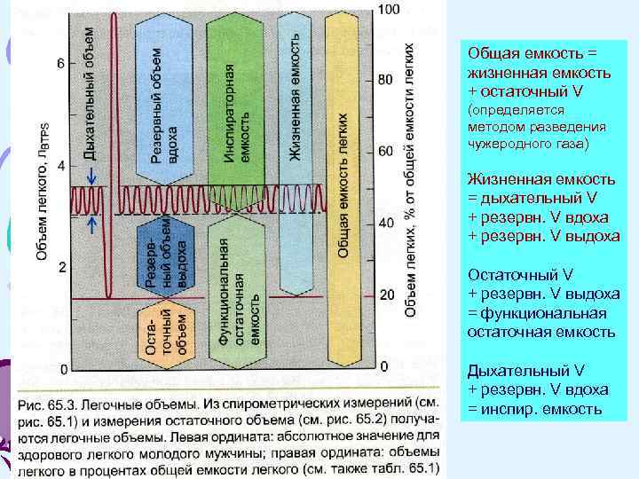 Общая емкость = жизненная емкость + остаточный V (определяется методом разведения чужеродного газа) Жизненная