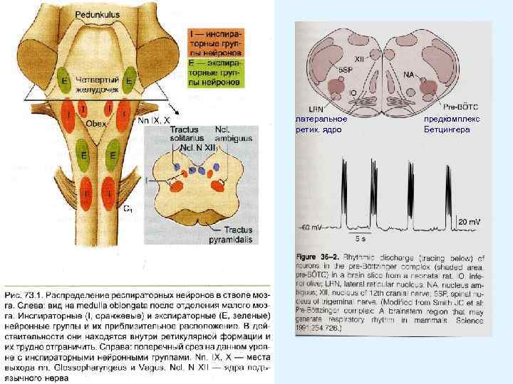 латеральное ретик. ядро предкомплекс Бетцингера 