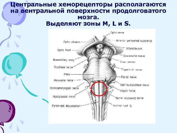 Дыхание продолговатого мозга. Хеморецепторы продолговатого мозга. Хеморецепторы ствола мозга. Зоны продолговатого мозга.