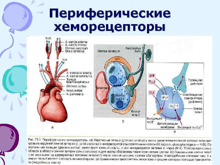 Периферические хеморецепторы 
