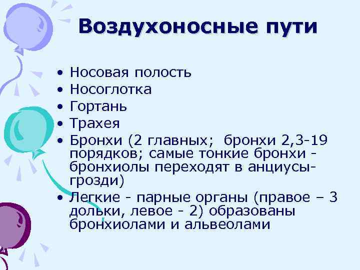 Воздухоносные пути • • • Носовая полость Носоглотка Гортань Трахея Бронхи (2 главных; бронхи