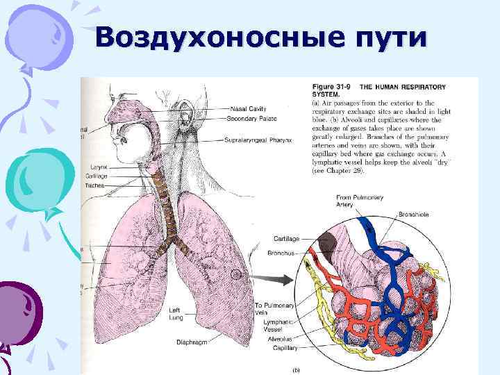 Воздухоносные пути по схеме вейбеля насчитывают