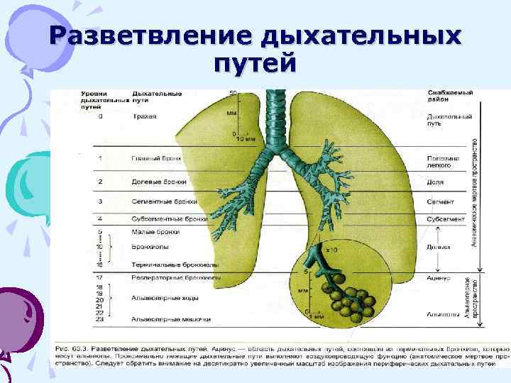 Разветвление дыхательных путей 