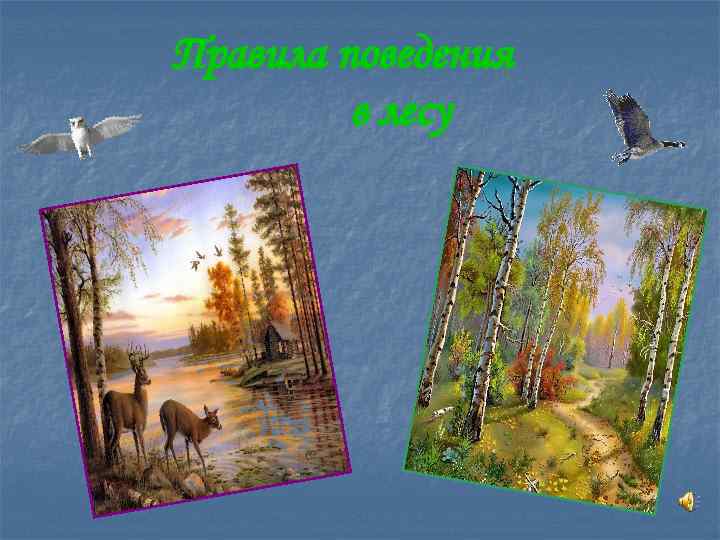 Правила поведения в лесу 