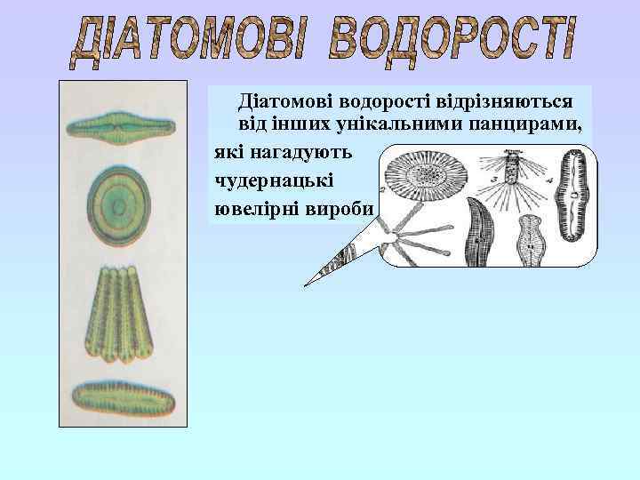 Діатомові водорості відрізняються від інших унікальними панцирами, які нагадують чудернацькі ювелірні вироби 