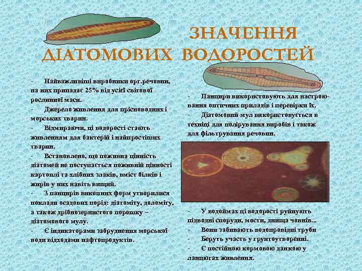 ЗНАЧЕННЯ ДІАТОМОВИХ ВОДОРОСТЕЙ Найважливіші виробники орг. речовин, на них припадає 25% від усієї світової