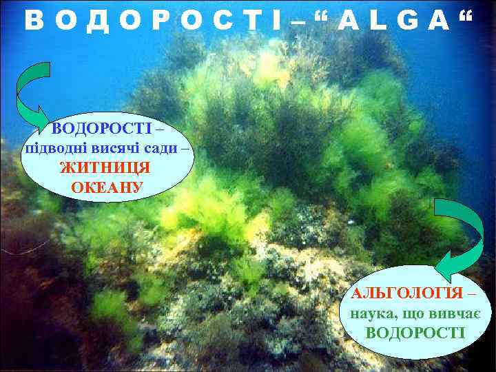 ВОДОРОСТІ–“АLGA“ ВОДОРОСТІ – підводні висячі сади – ЖИТНИЦЯ ОКЕАНУ АЛЬГОЛОГІЯ – наука, що вивчає