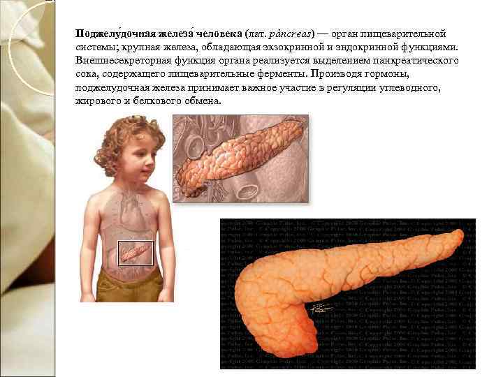 Поджелу дочная железа человека (лат. páncreas) — орган пищеварительной системы; крупная железа, обладающая экзокринной