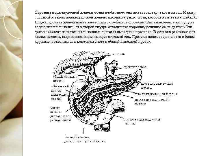 Строение поджелудочной железы очень необычное: она имеет головку, тело и хвост. Между головкой и