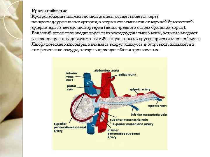 Кровоснабжение поджелудочной железы осуществляется через панкреатодоуденальные артерии, которые ответвляются от верхней брыжеечной артерии или