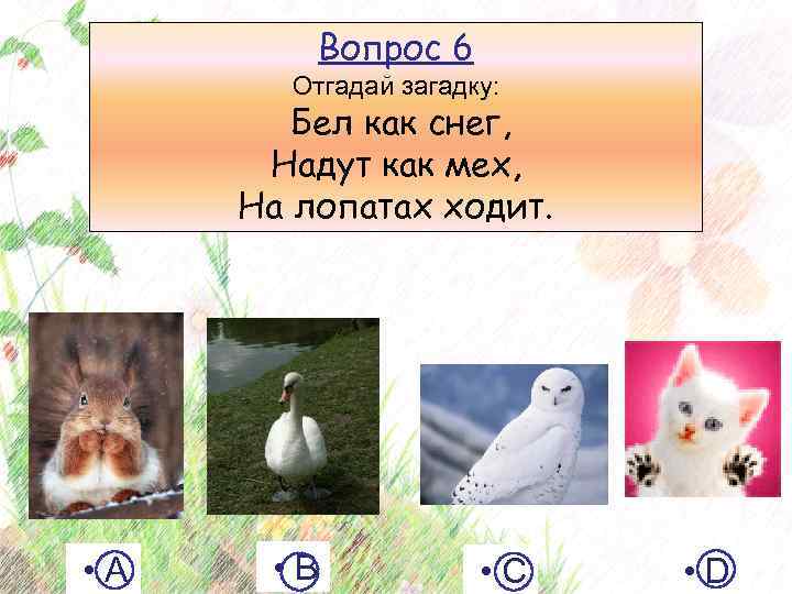 Вопрос 6 Отгадай загадку: Бел как снег, Надут как мех, На лопатах ходит. •