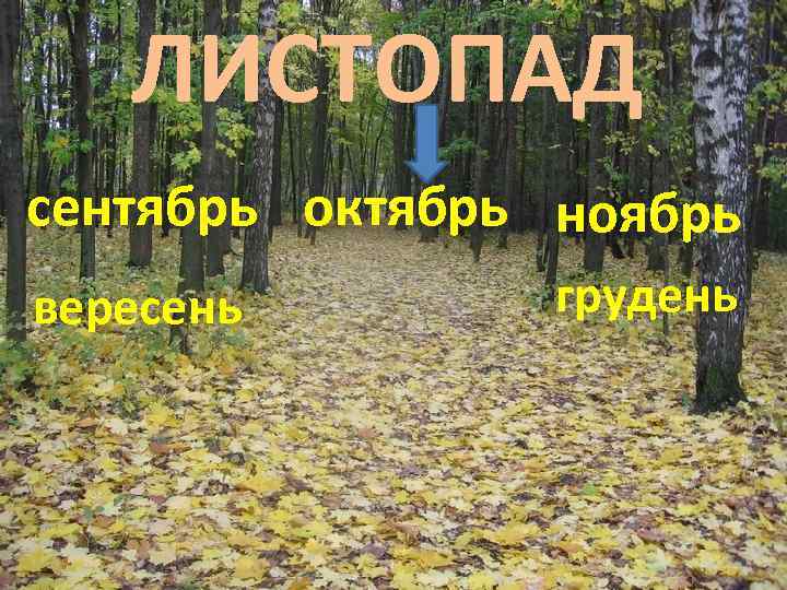 ЛИСТОПАД сентябрь октябрь ноябрь вересень грудень 