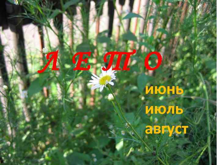 Л Е Т О июнь июль август 
