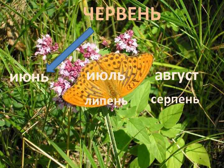 ЧЕРВЕНЬ июнь июль август липень серпень 
