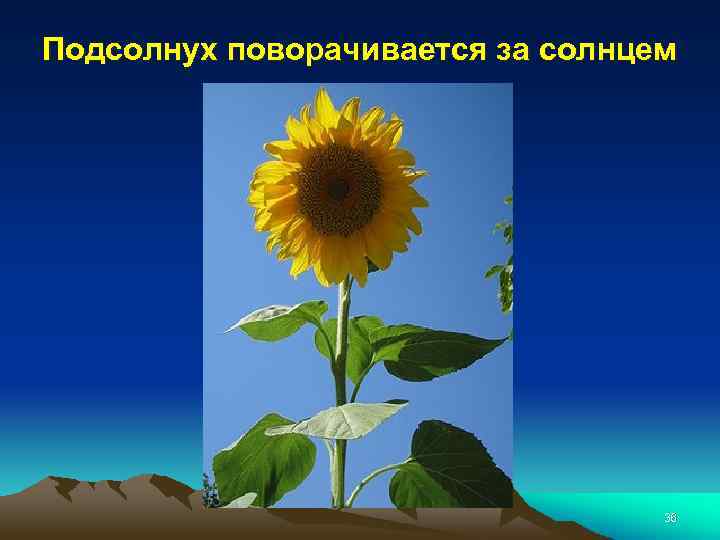 Подсолнух поворачивается за солнцем 36 