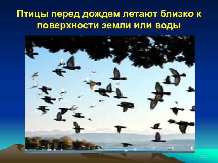 Птицы перед дождем летают близко к поверхности земли или воды 37 