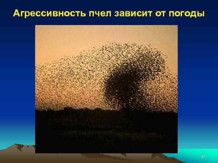 Агрессивность пчел зависит от погоды 38 