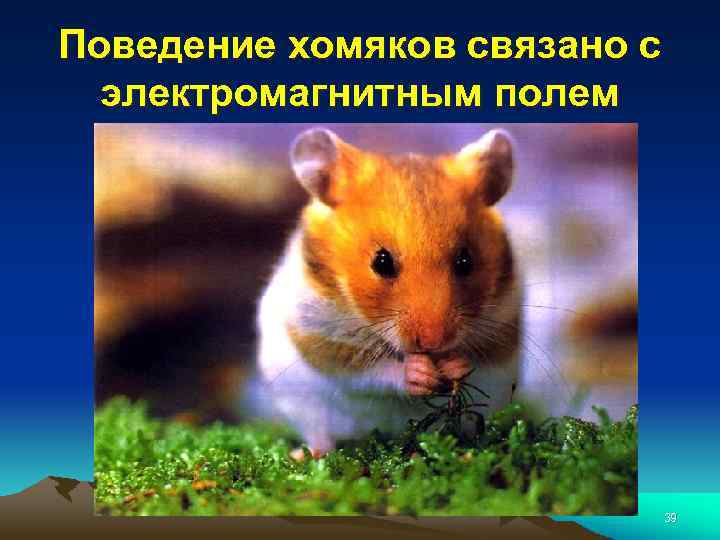 Поведение хомяков связано с электромагнитным полем 39 