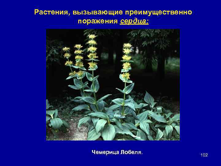 Растения, вызывающие преимущественно поражения сердца: Чемерица Лобеля. 102 