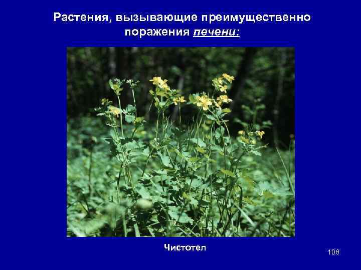 Растения, вызывающие преимущественно поражения печени: Чистотел 106 