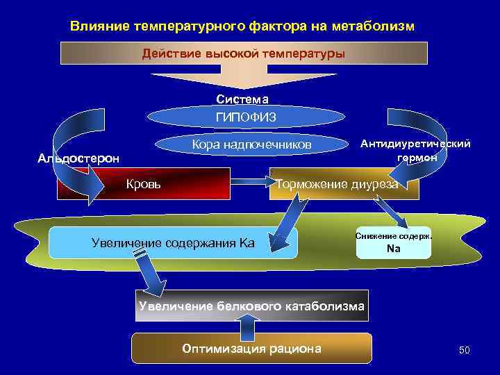 Влияние на процессы обмена веществ