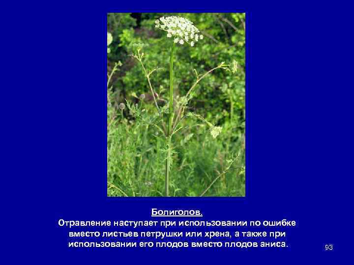 Болиголов. Отравление наступает при использовании по ошибке вместо листьев петрушки или хрена, а также