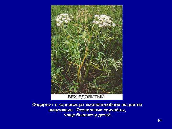 Содержит в корневищах смолоподобное вещество цикутоксин. Отравления случайны, чаще бывают у детей. 94 